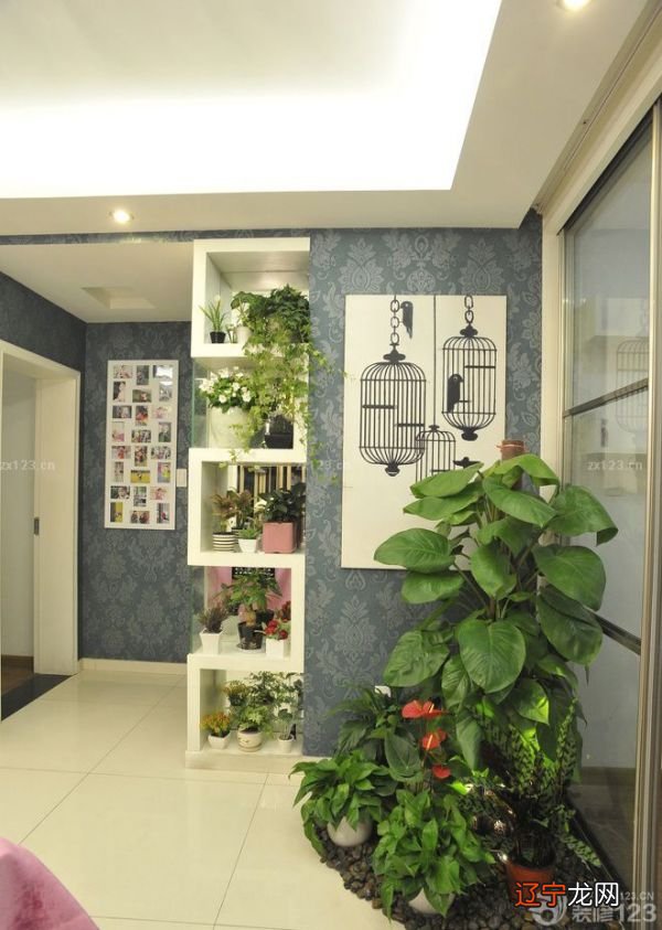 居室植物旺家财的植物摆放宜忌,你知道吗?