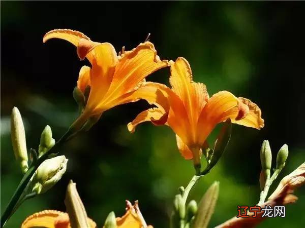 庭院风水中的“禄”与“吉”，你知道吗？