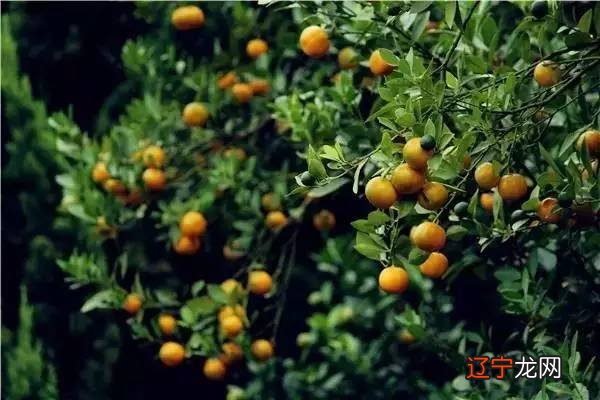 庭院风水中的“禄”与“吉”，你知道吗？