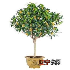 庭院风水中的“禄”与“吉”，你知道吗？