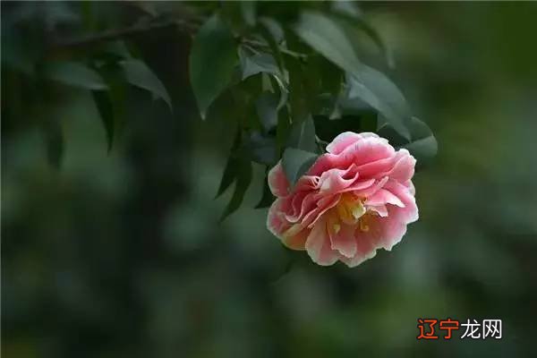 庭院风水中的“禄”与“吉”,你知道吗?