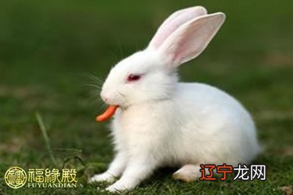 十二生肖的属相婚配表：属兔男性和什么属相的女性