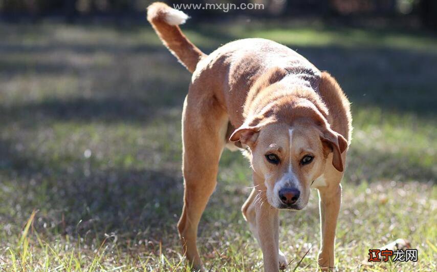 风水堂：梦见狗在欢叫的预兆