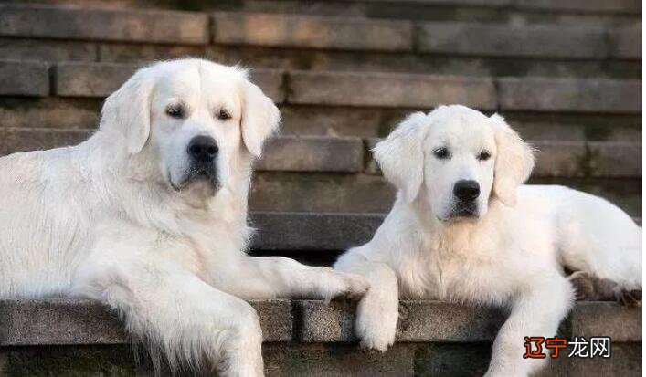 风水堂：梦见狗在欢叫的预兆