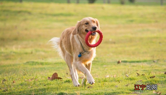 风水堂：梦见狗在欢叫的预兆