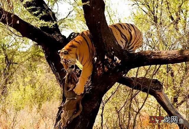 微 梦见老虎咆哮 《三国演义》第三届滨海国际电影节参赛影片