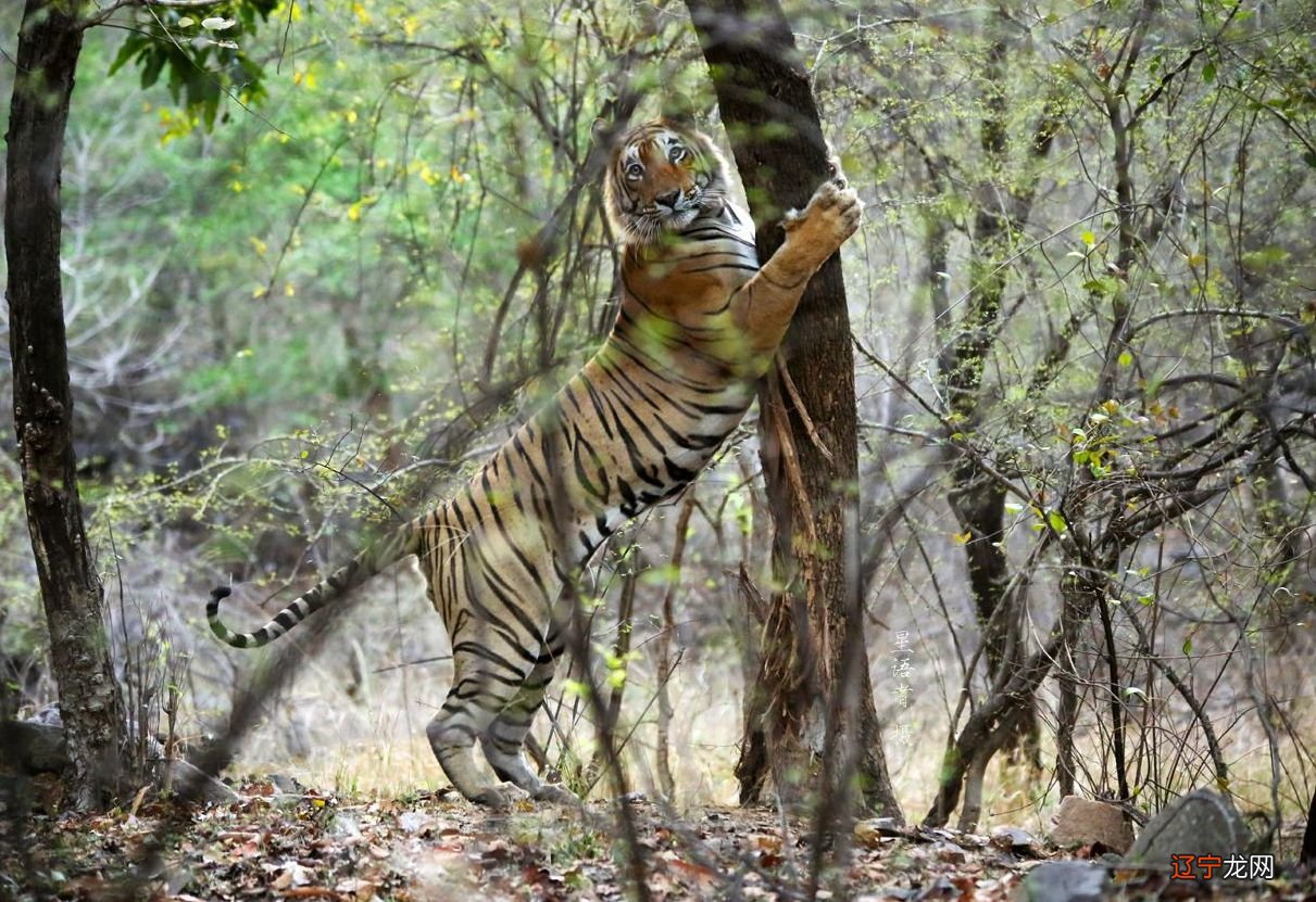 微 梦见老虎咆哮 《三国演义》第三届滨海国际电影节参赛影片