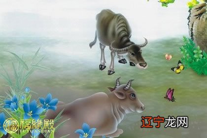 组图 2021年属牛宝宝男孩男孩女孩女孩小名赏析