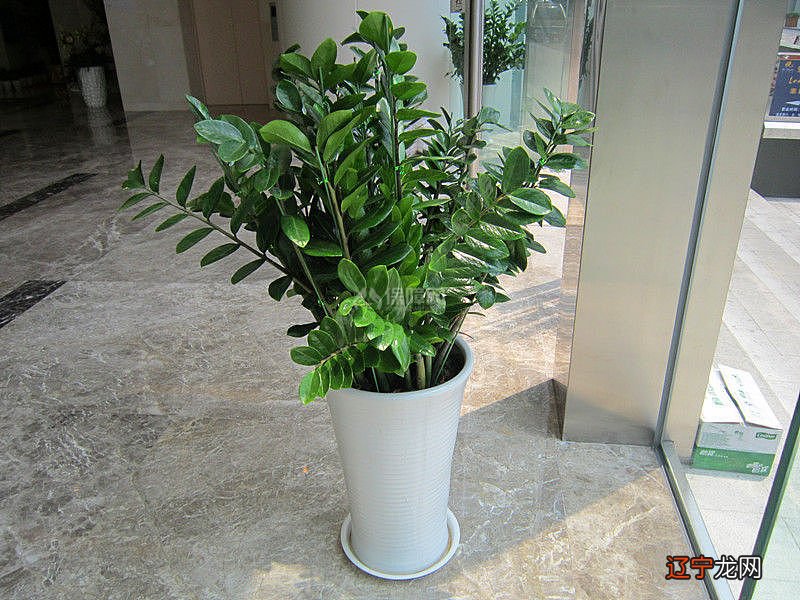 客厅植物摆放风水有很多禁忌的禁忌!你知道吗?