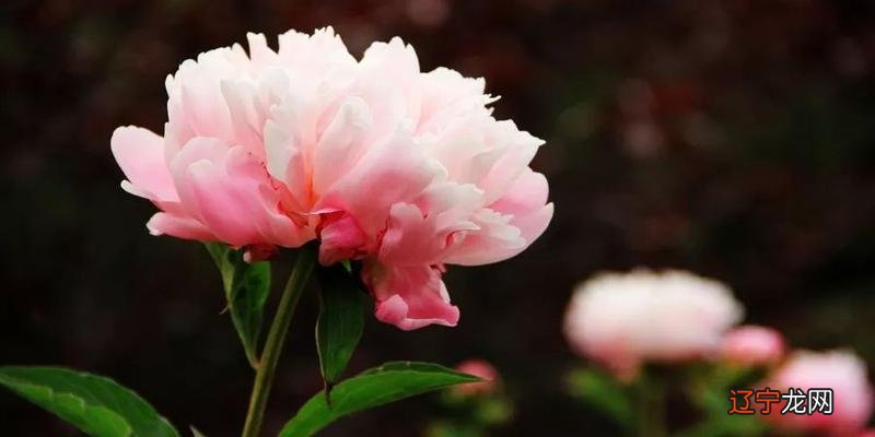 梅花易数都是梅花心易的别称,梅花断卦是中国古代占卜法之一