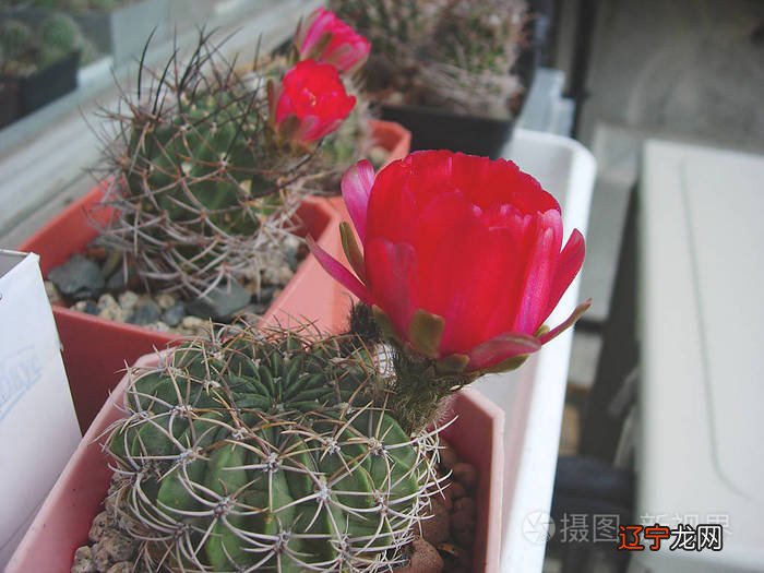 立夏挂蛋是什么意思?2022年创业者新机遇,乡村振兴大潮催生的土地创业好项目