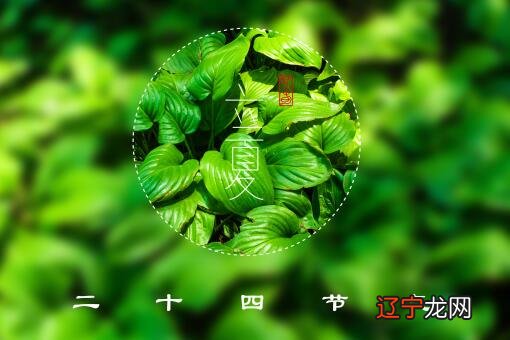 立夏挂蛋是什么意思?2022年创业者新机遇,乡村振兴大潮催生的土地创业好项目