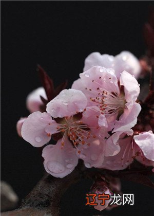 八字看桃花运势