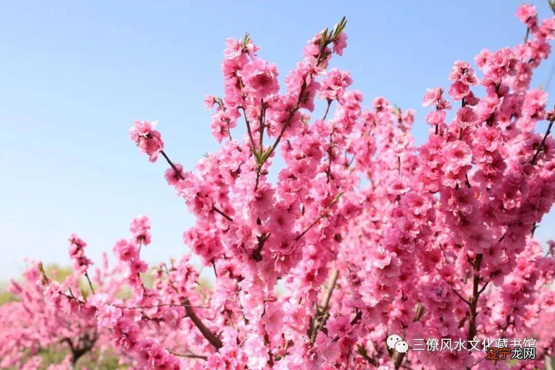 八字看桃花运势