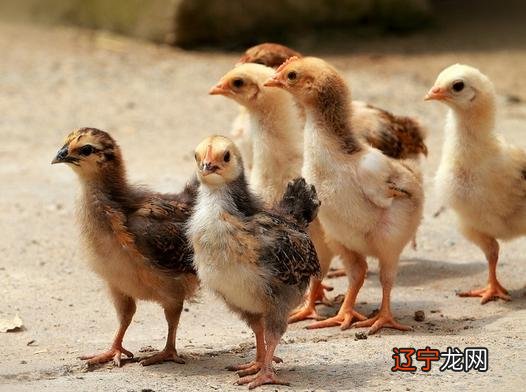 梦到黄鼠狼逮鸡_梦见逮虾逮鱼好不好_梦见逮鸡