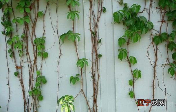 农村自建房的围墙改如何设计以及在风水上有什么讲究