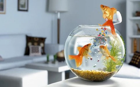 养了一条清道夫和六条金鱼,风水如何?你看不看塔罗牌