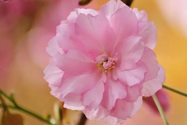 双子座在2022年开始走大运的星座作为风象星座