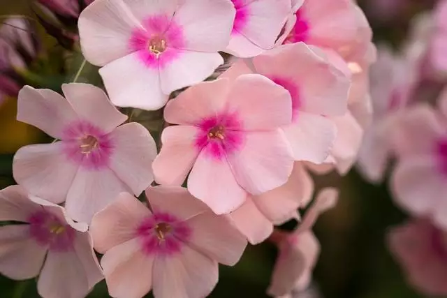 双子座在2022年开始走大运的星座作为风象星座