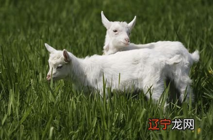 2018年9月属羊人运势怎么样,财运怎么样的生肖