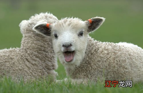 2018年9月属羊人运势怎么样,财运怎么样的生肖