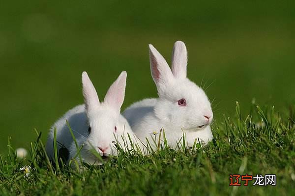 一下1987年的属兔人正缘出现的年份有哪些