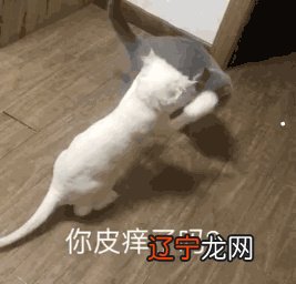 W5风水堂:什么样的人适合养猫