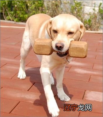 W5风水堂:什么样的人适合养猫