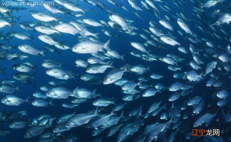 小编风水堂:梦见鱼是什么意思?