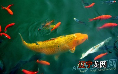 小编风水堂:梦见鱼是什么意思?