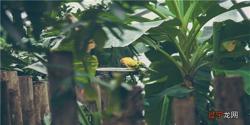 八字劫煞金舆在时柱