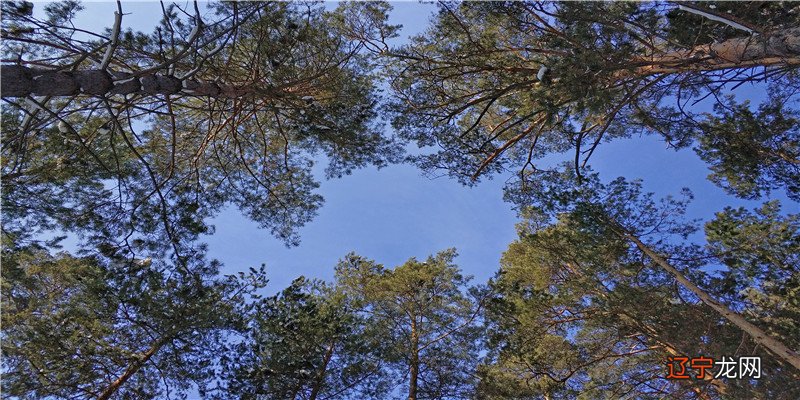 八字劫煞金舆在时柱