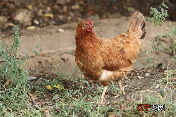 吉宏财禄通庆:1957年出生属鸡人2021年事业运势