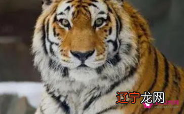 虎年出生男孩名字大全姓徐,有不少的家庭会在虎年迎接自己的宝宝