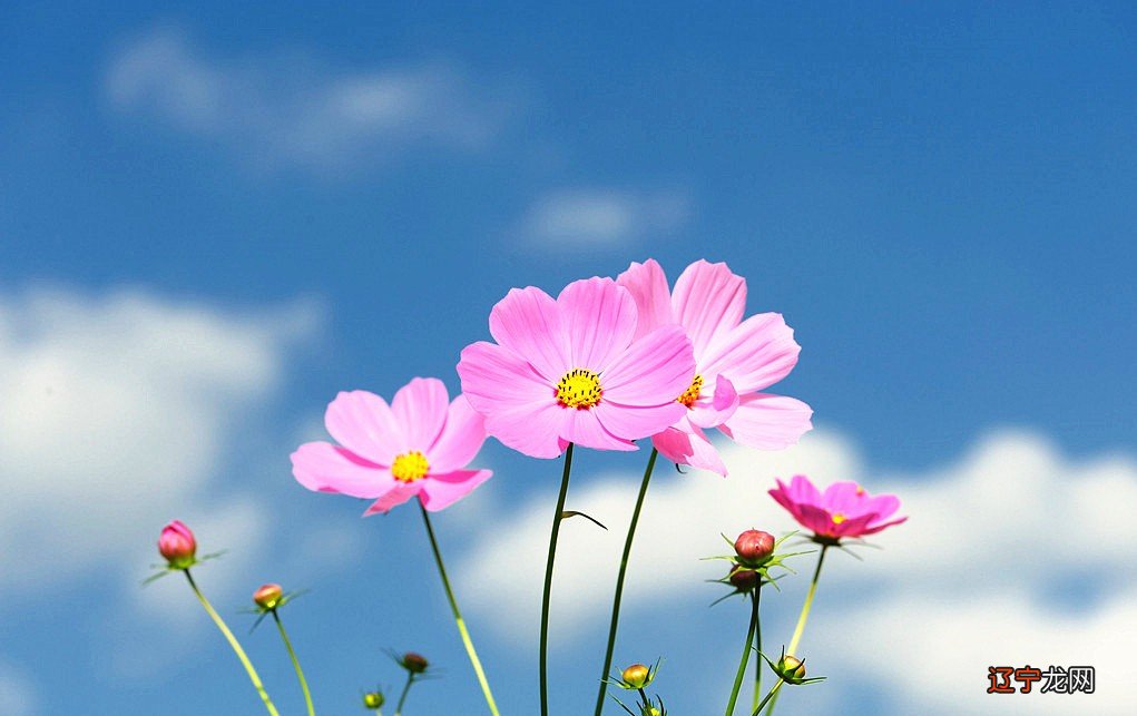 天秤座的颜值和气质都在线的星座!你知道吗?