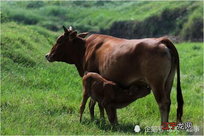 生肖属牛的人贵人属相是什么生肖属相,就是属鸡河水