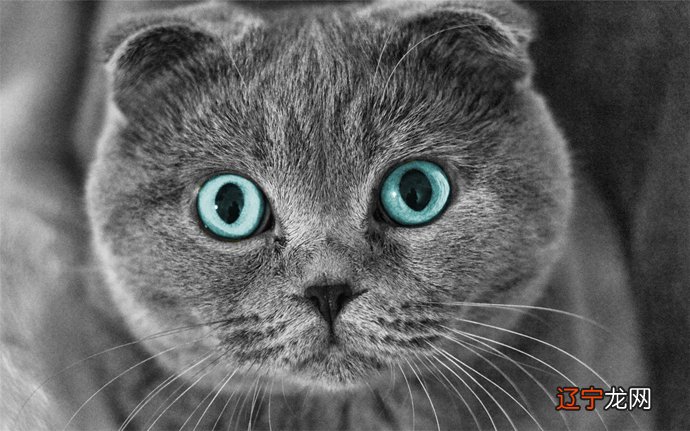 组图 不同风水堂:梦见猫的梦境解析