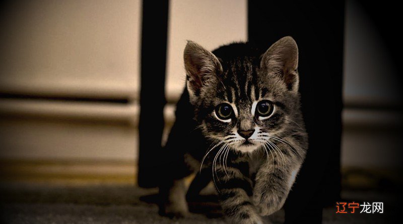 组图 不同风水堂：梦见猫的梦境解析