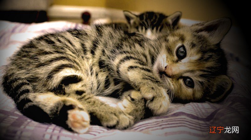 组图 不同风水堂:梦见猫的梦境解析