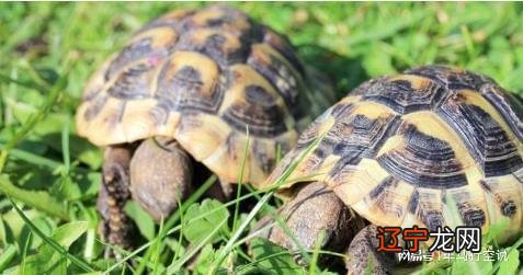 上 招财龟摆放的风水禁忌，你知多少了吗？