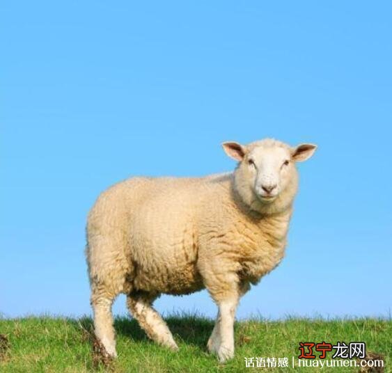 属羊的和什么属相最配吗?人结婚最好属相