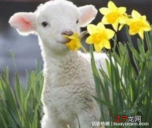 属羊的和什么属相最配吗?人结婚最好属相