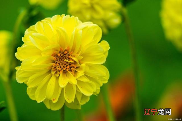 组图 属虎女宝宝取名字大全内容,不妨参考一二吧!