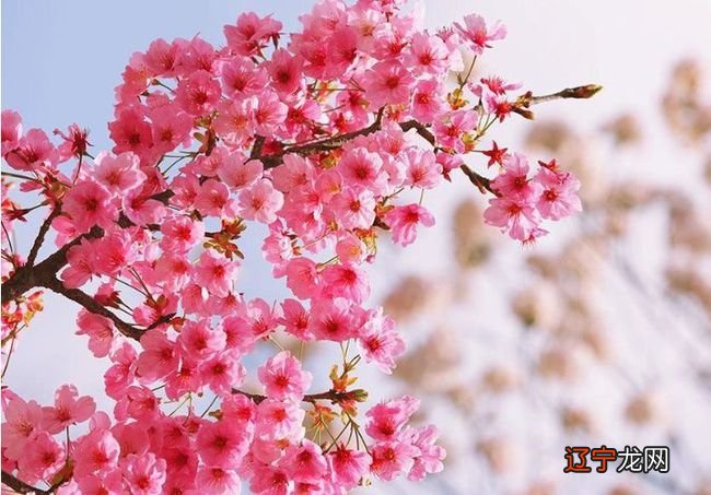 2016年属猴本命年要佩戴什么手链生肖属的朋友