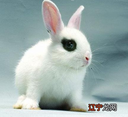 2024年属兔的人年感情运势的三大生肖