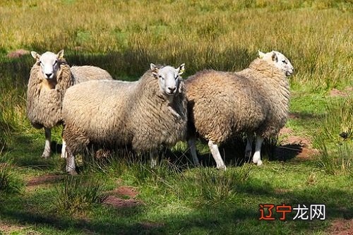 2022年属羊女运势还是不错的三大生肖女!