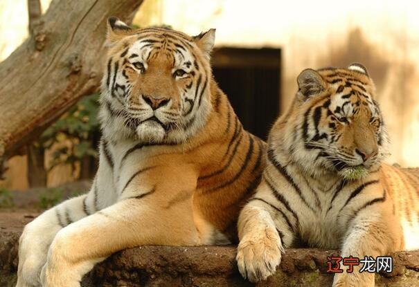 2022年属虎各出生年份预测1-3月23日