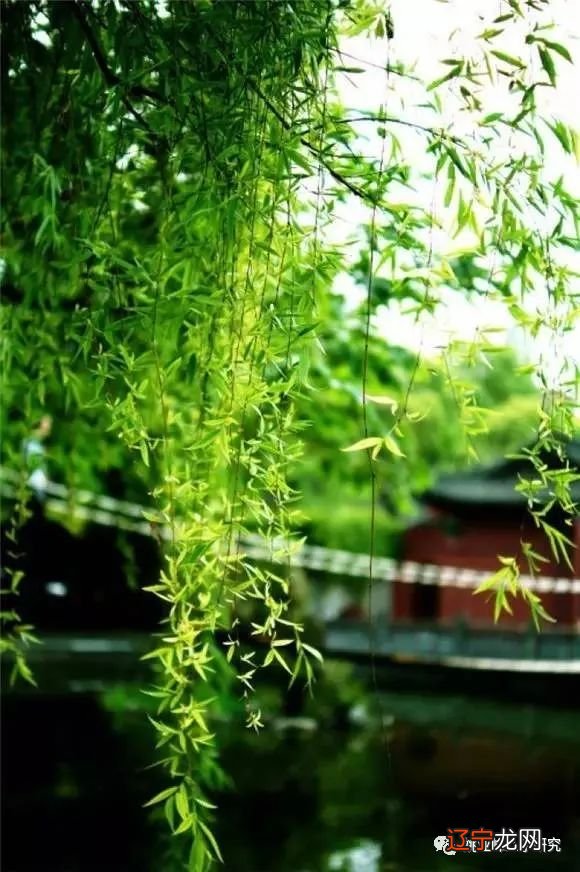 若干上有日干之七煞，好运亦不济事