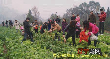 梦见自己到菜地摘菜,预示着吉还是凶的预兆