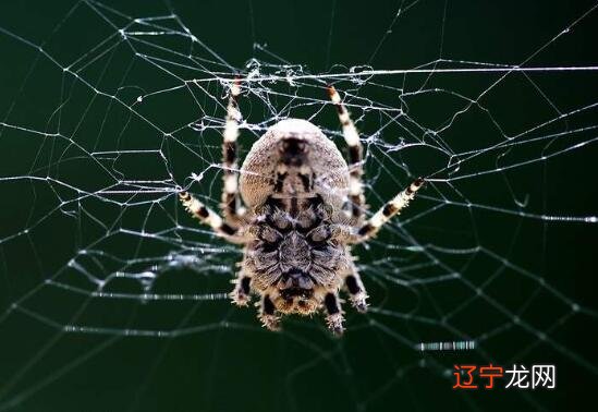 慈世堂：梦见蜘蛛是什么意思男人梦见死蜘蛛